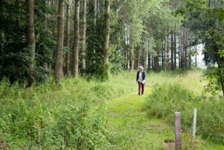 Individuele retraite, natuur, bos